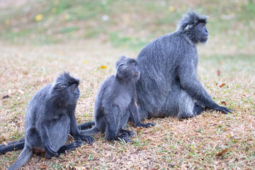 Silver Leaf Monkey in Malaysia