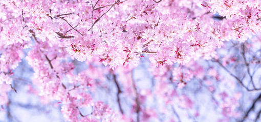 Beautiful cherry blossoms sakura tree bloom in spring in the castle park, copy space, close up, macro. © RomixImage