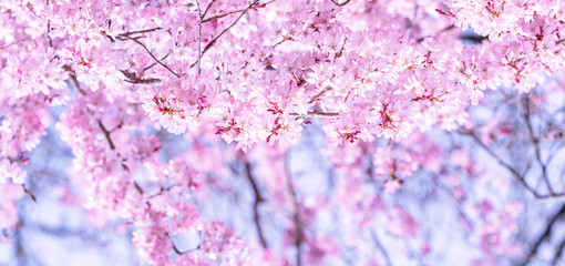 Beautiful cherry blossoms sakura tree bloom in spring in the castle park, copy space, close up,...