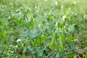 Green pea pods in the garden.