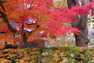 《角館の紅葉》秋田県仙北市