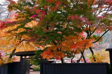 《角館の紅葉》秋田県仙北市