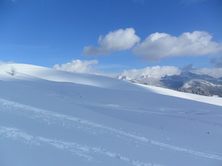 Coline eneig&eacute;e