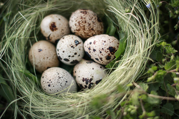 Naklejka na ściany i meble Eggs in the nest on the grass. Protection of offspring. Organic food. Wildlife. For Easter.