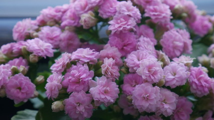 Closeup Pink Kalanchoe flower 