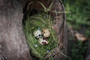 Fototapeta na wymiar Eggs in nest. Protection of offspring. Wildlife. For Easter