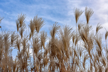 Fototapeta premium Reed Flowers in Winter