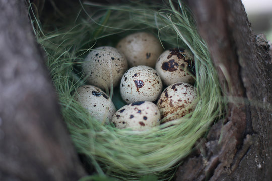 Eggs in nest. Protection of offspring. Organic food.  Wildlife. For Easter