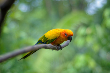 Nuri bird Colorful