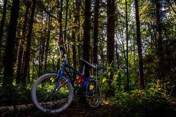 Fototapeta premium Bycicle in the forest
