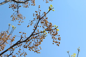 branch of a tree in spring