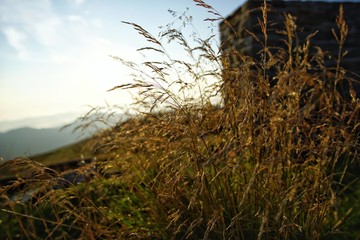 grass in the mountains