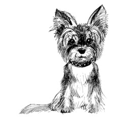 Yorkshire Terrier, dashed black and white sketch, vector