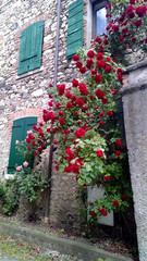 blooming roses against the stone wall of the house