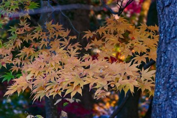 《角館の紅葉》秋田県仙北市