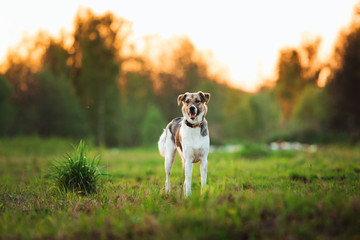 Obraz premium Portrait of happy mongrel dog walking on sunny green field. Green trees background