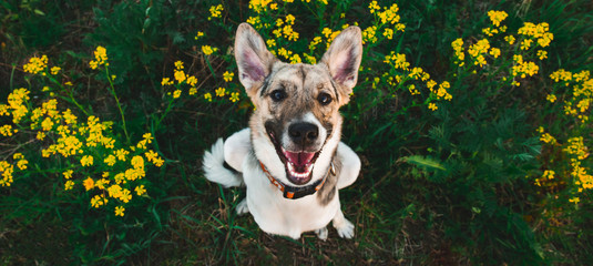 View from above at happy mongrel dog with standing and looking at camera, green grass and yellow...