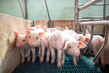 Ecological pigs and piglets at the domestic farm © didesign