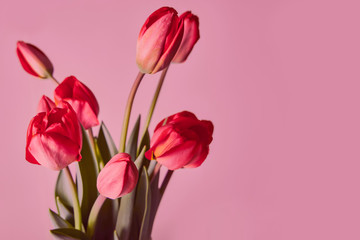 Fresh red tulips. Bouquet of spring flowers on a pink background