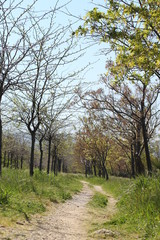 The pathway in a forest