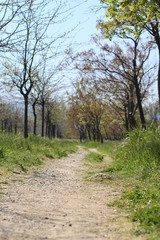 Fototapeta na wymiar The pathway in a forest