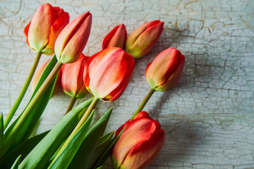 Fresh red tulips. A bouquet of spring flowers on an old painted blue background