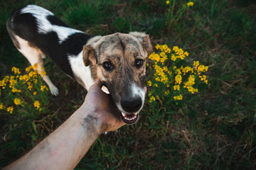 person hand holding a dog chin. Green grass and yellow flowers background