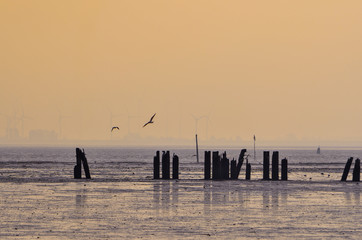 Pylons in the mud and the birds by the ocean