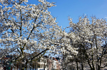 Netherlands; Japanese Cherry blossom