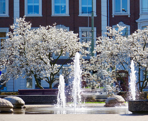 Netherlands; Fountain with Japanese Cherry blossom