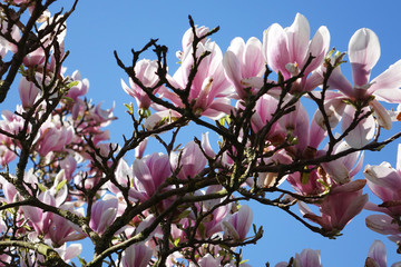 Netherlands; the flowrs of a Magnolia