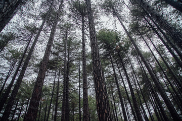 Very tall trees in forest. Shooting from below on a cloudy day.