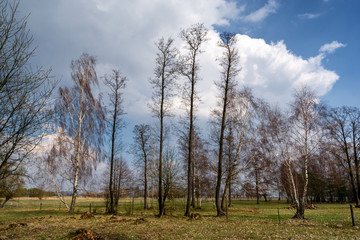 Krajobraz wiejski Podlasia, Wiosna na Podlasiu © podlaski49