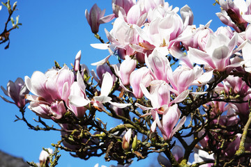 Netherlands; the flowers of a Magnolia