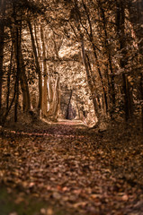 Autumn in the forest