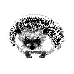 Hand-drawn black and white realistic portrait of hedgehog – isolated illustration on the white background – front view composition - 259344754