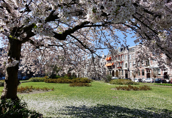 Netherlands; a Japanese Cherry tree in the city