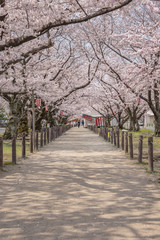 Fototapeta na wymiar 春の便り「桜」