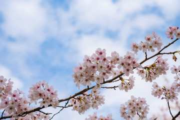 Obraz premium 春の便り「桜」