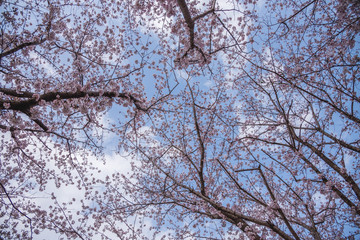 春の便り「桜」