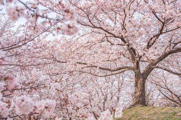 Obraz premium 春の便り「桜」