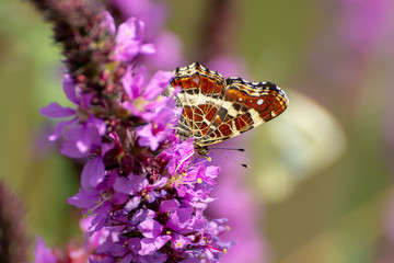 The map butterfly (Araschnia levana) feeding on flower