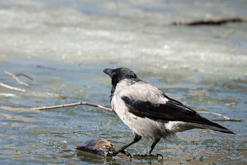 The crow on the ice