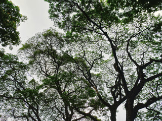 Low Angle View of Silhouette of Large Tree Canopy