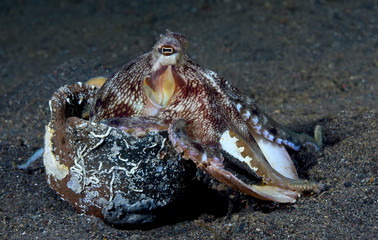 Incredible Underwater World - Coconut octopus - Amphioctopus marginatus. Diving and underwater photography. Tulamben, Bali, Indonesia.