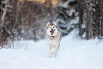 Happy,cute and crazy siberian husky dog with tonque hanging out running on the snow in the winter forest