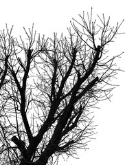 Tree Silhouette Isolated on White