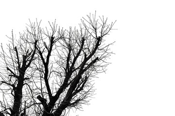 Tree Silhouette Isolated on White