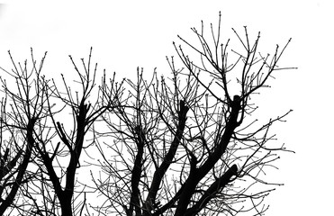 Tree Silhouette Isolated on White