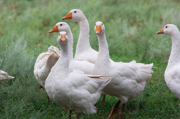 Domestic Geese in the grass